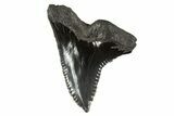 Huge, Snaggletooth Shark (Hemipristis) Tooth - South Carolina #340307-1